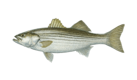 Buy Stripe Bass With Hook Online In India -  India