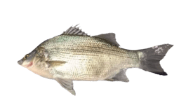 White Bass  A Comprehensive Species Guide - Wired2Fish