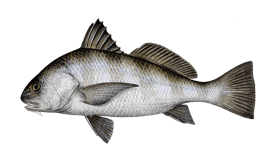 Black Drum