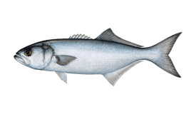 Bluefish