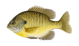 Bluegill