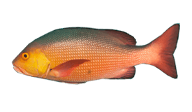 Bohar Snapper