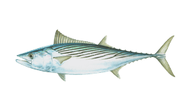 Dogtooth Tuna, Wii Fishing Resort Wiki