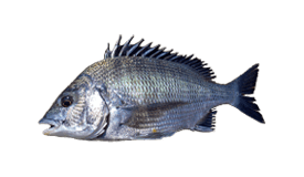 German bream (Polyamblyodon - Aquaholics Fishing Charters