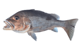 Fingermark Bream