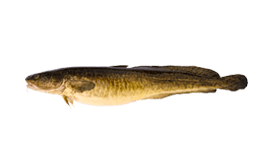 Burbot