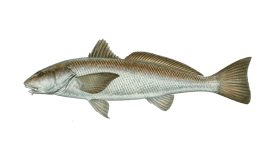 Freshwater Drum: Not a Trash Fish • Nebraskaland Magazine