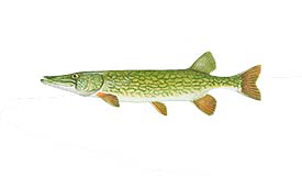 Chain Pickerel