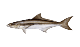 Cobia