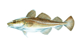 Atlantic Cod Fishing PNG Images, Transparent Atlantic Cod Fishing Images