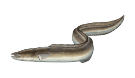 Conger Eel