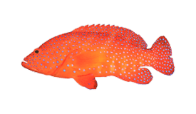 Coral Trout