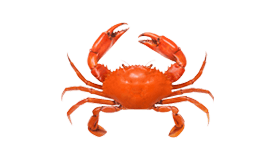 Buy Crab Snare Online In India -  India