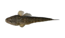 Flathead