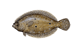 Flounder On A Flat Calm Ocean - Ocean City MD Fishing