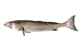 Geelbek (Cape Salmon)