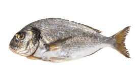 Gilt-head (Seabream)