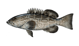 Black Grouper