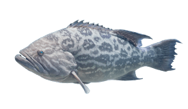 Broomtail Grouper