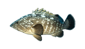 Dusky Grouper