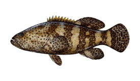 Goliath Grouper