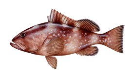 Red Grouper