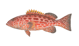 Grouper (Yellowfin)