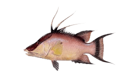 Hogfish