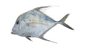 Indian Threadfish