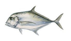 Ukumulua The Hawaiian reef predator Trifecta (Bluefin trevally