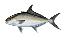 Ukumulua The Hawaiian reef predator Trifecta (Bluefin trevally