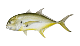 Jack Crevalle