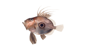 John Dory