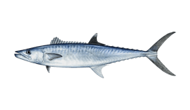 King Mackerel (Kingfish)