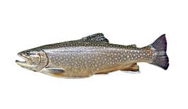 Lake Trout