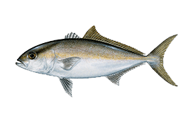 Lesser Amberjack