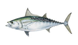 Little Tunny (False Albacore)