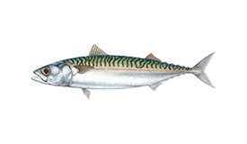 Atlantic Mackerel