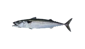 Mackerel (Chub)