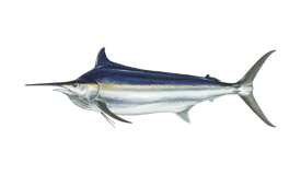 An illustration of a Black Marlin