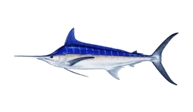 An illustration of a Blue Marlin