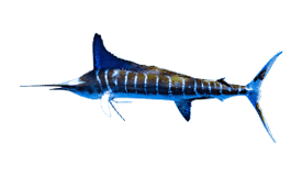 An illustration of a Striped Marlin