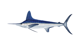 An illustration of a White Marlin