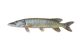 Muskellunge (Musky)