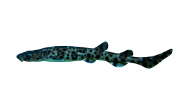 Nursehound (Bull Huss)