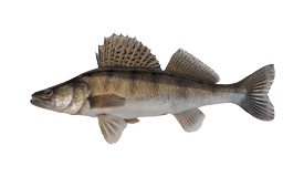 Pike Perch (Zander)