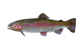 Fishing Scoop Net with Freshly Caught Rainbow Trout Fishes, Hand Holding  about To Kill it with Wooden Stick, Closeup Detail Stock Photo - Image of  fish, farm: 253164760