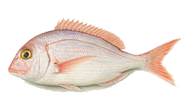 Red Porgy