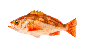 Rockfish