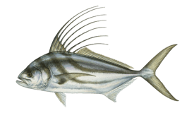 Roosterfish